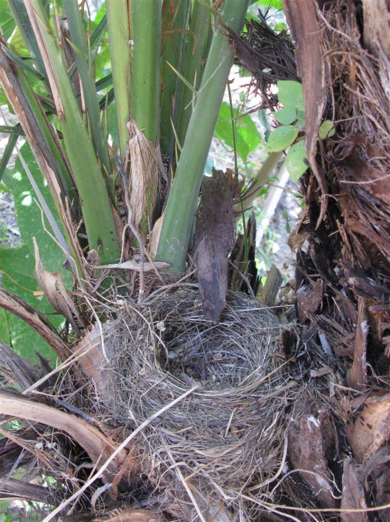 nid de merles installé sur un rejet de palmier